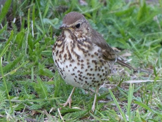 Turdus philomelos, drozd zpěvný