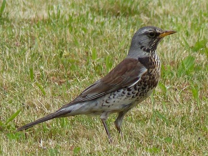 Turdus pilaris Linnaeus, 1758; drozd kvíčala