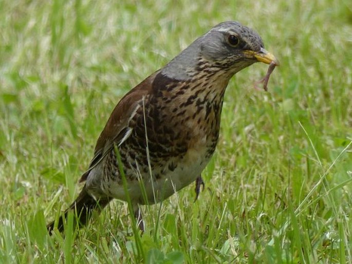 Turdus pilaris, drozd kvíčala