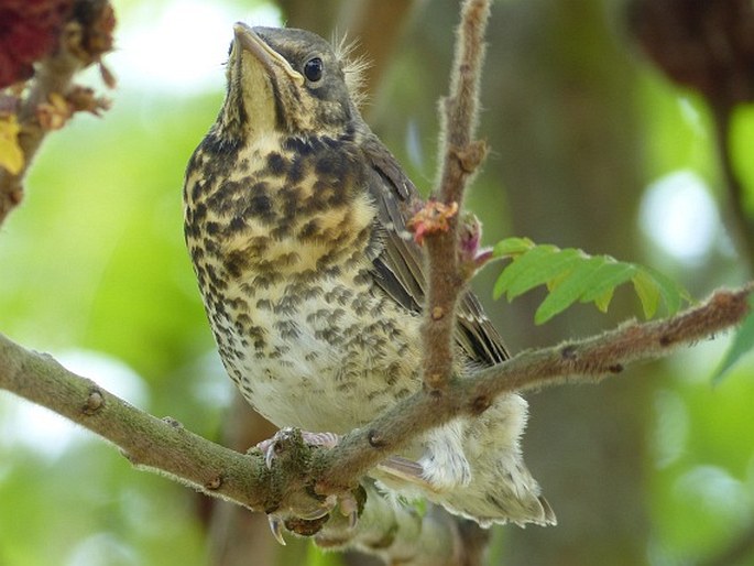 Turdus pilaris, drozd kvíčala