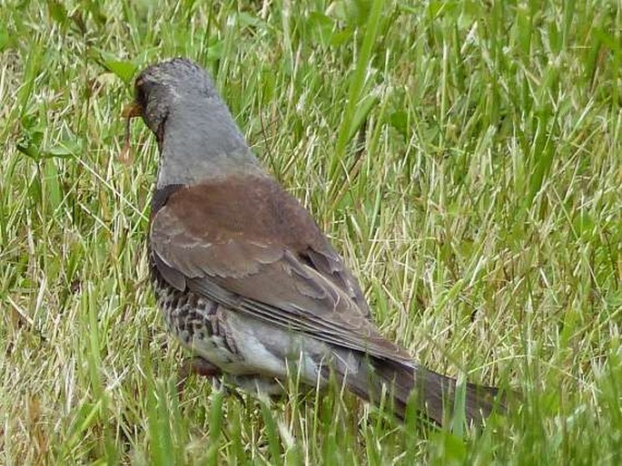 Turdus pilaris, drozd kvíčala