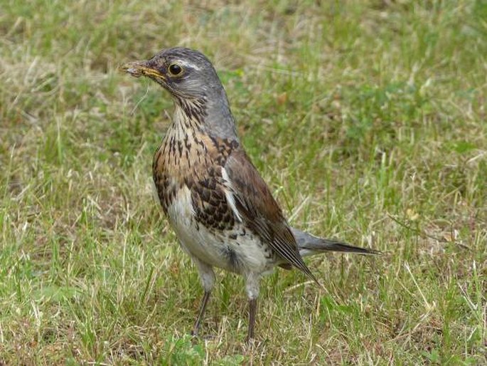 Turdus pilaris, drozd kvíčala