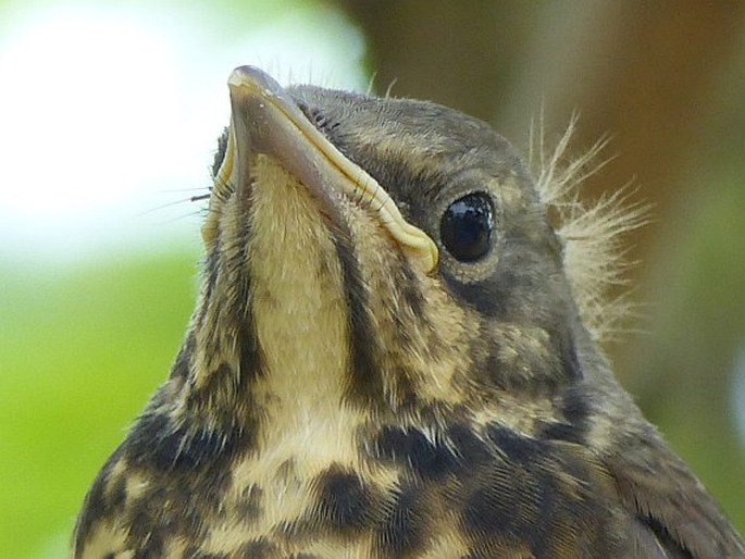 Turdus pilaris, drozd kvíčala