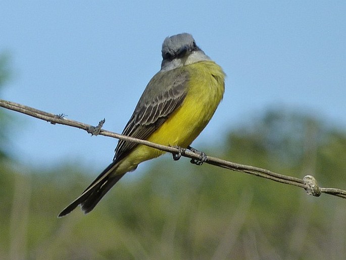 Tyrannus melancholicus, tyran tropický