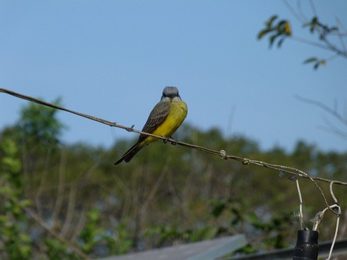 Tyrannus melancholicus, tyran tropický