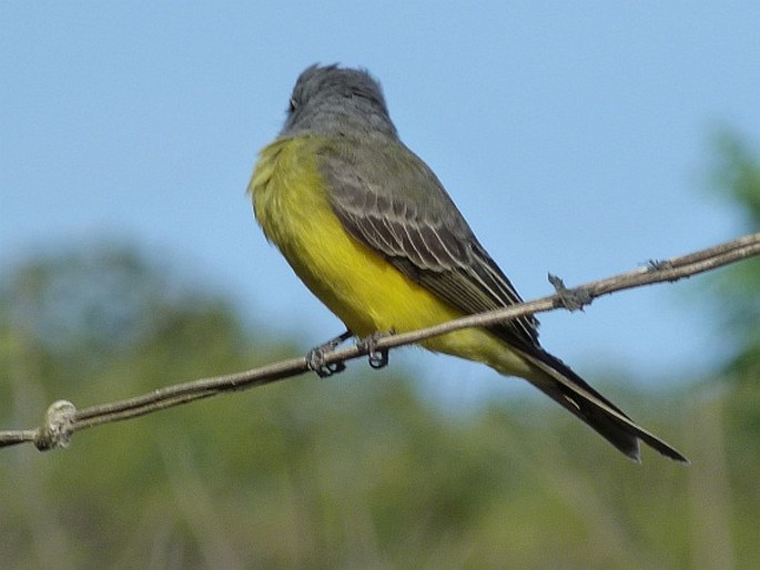 Tyrannus melancholicus, tyran tropický