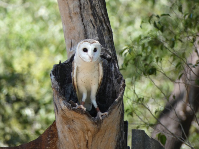 Tyto novaehollandiae, sova australská