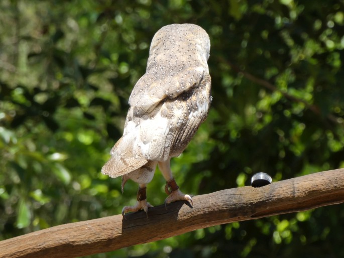 Tyto novaehollandiae, sova australská