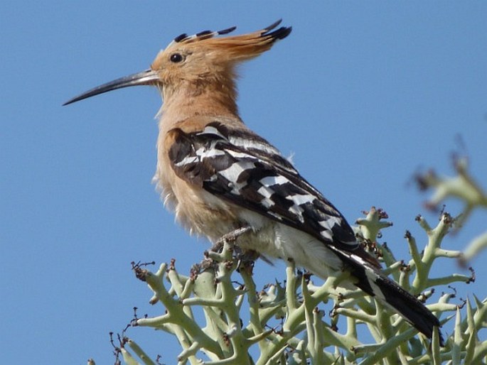 Upupa marginata, dudek madagaskarský