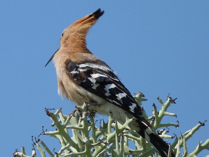 Upupa marginata, dudek madagaskarský