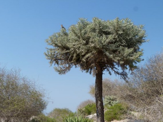 Upupa marginata, dudek madagaskarský