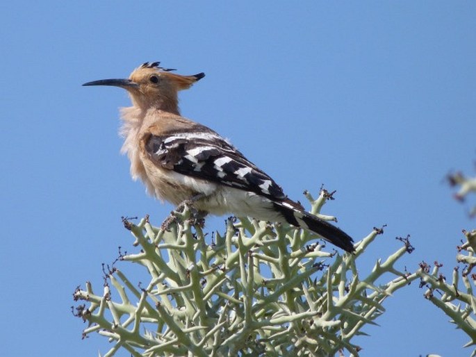 Upupa marginata Cabanis et Heine, 1859; dudek madagaskarský