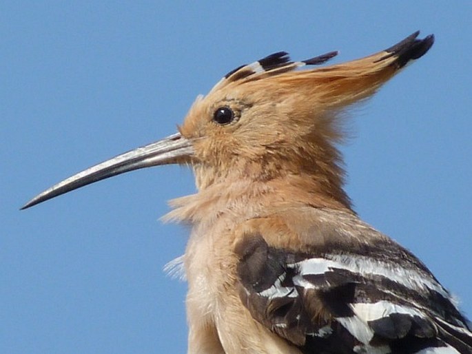 Upupa marginata, dudek madagaskarský