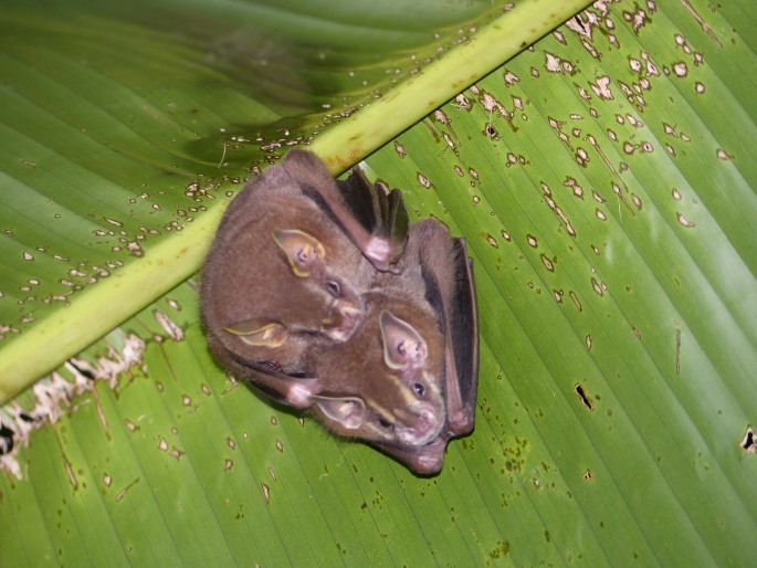 Uroderma bilobatum subsp. trinitatum, listonos příbytkový trinidadský