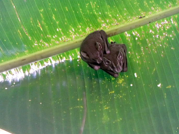 Uroderma bilobatum subsp. trinitatum, listonos příbytkový trinidadský