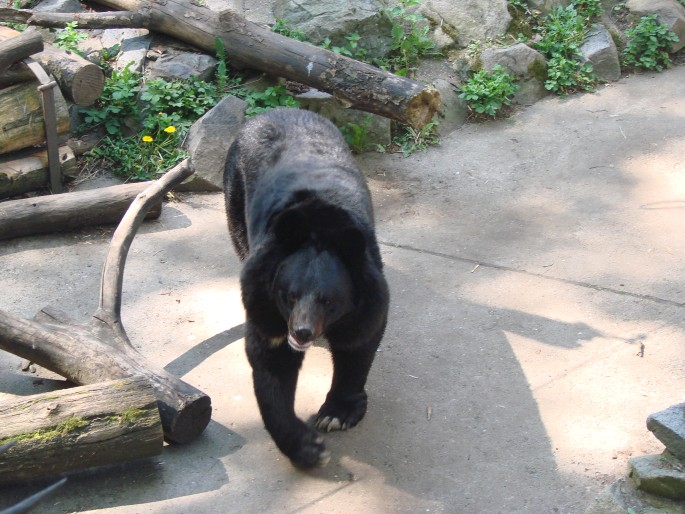 Ursus thibetanus, medvěd ušatý
