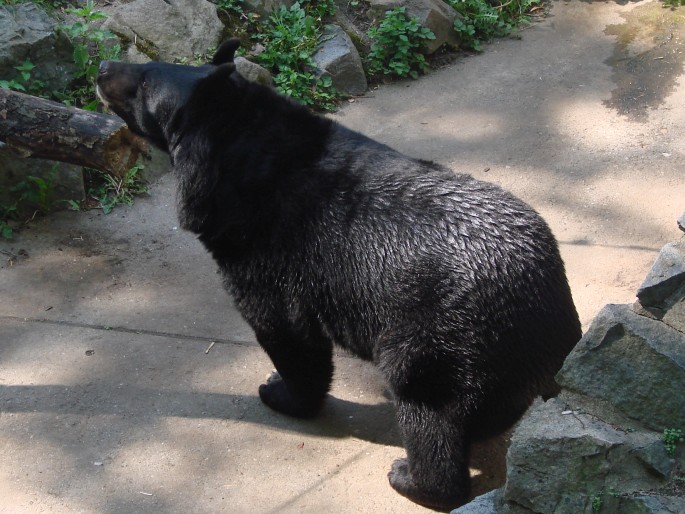 Ursus thibetanus, medvěd ušatý