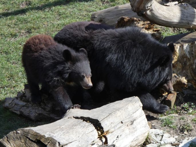 Ursus thibetanus, medvěd ušatý