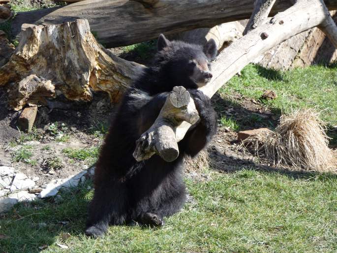 Ursus thibetanus, medvěd ušatý