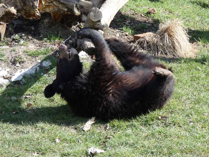 Ursus thibetanus, medvěd ušatý