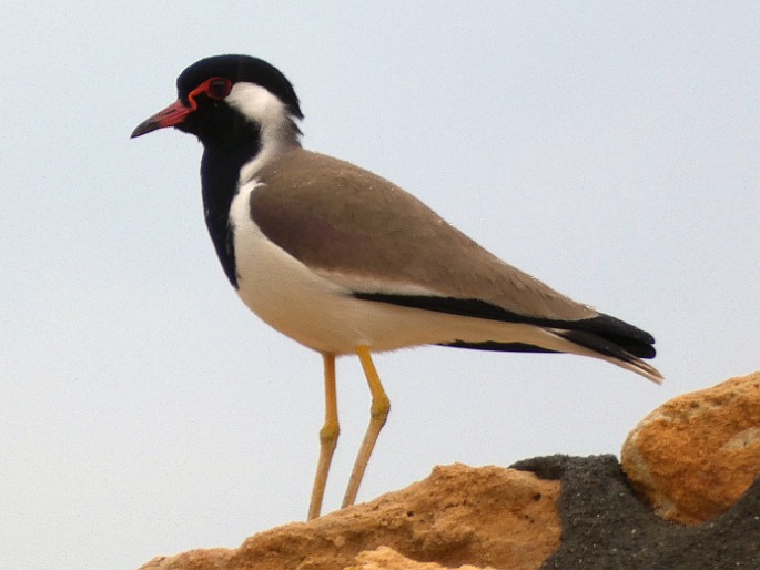 Vanellus indicus subsp. aigneri, čejka černoprsá