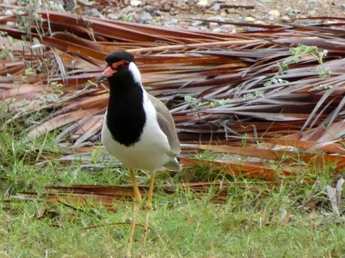 Vanellus indicus subsp. aigneri, čejka černoprsá