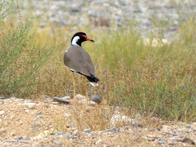 Vanellus indicus subsp. aigneri, čejka černoprsá