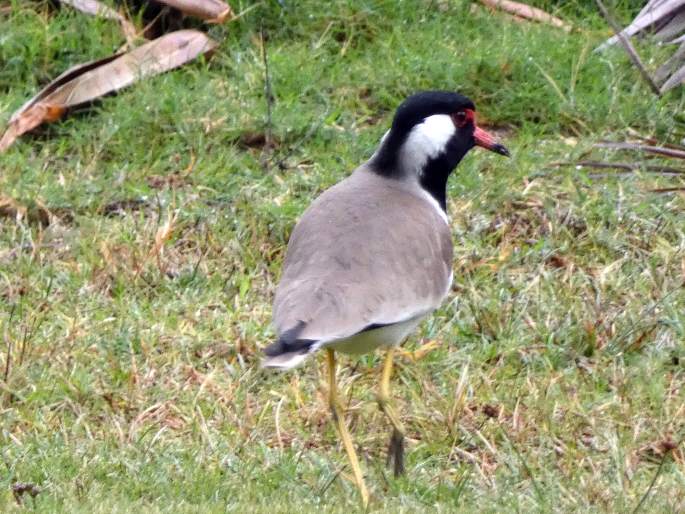 Vanellus indicus subsp. aigneri, čejka černoprsá