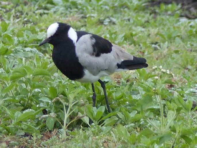 Vanellus armatus, čejka běločelá