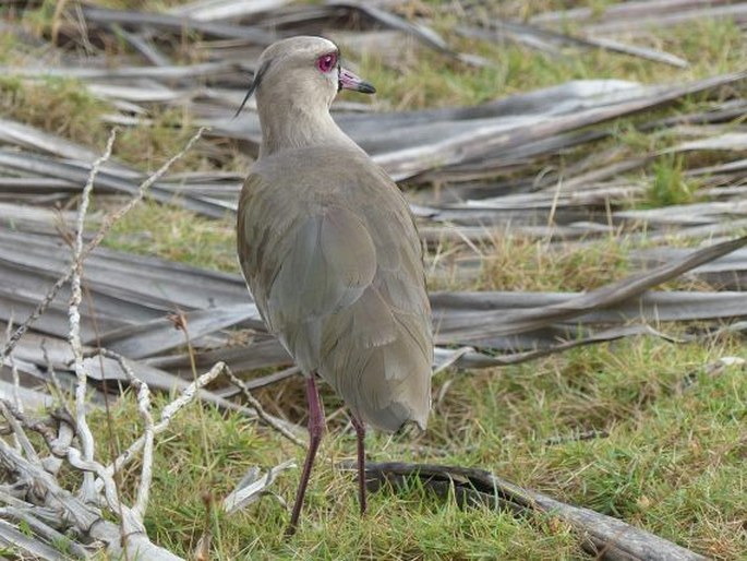 Vanellus chilensis, čejka jihoamerická