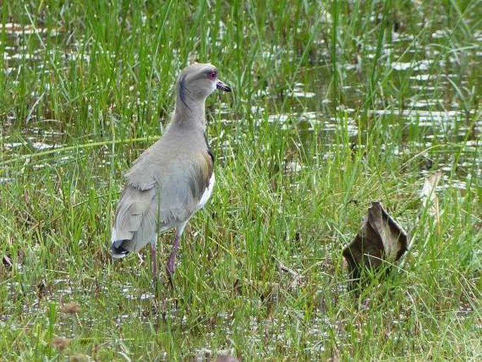 Vanellus chilensis, čejka jihoamerická