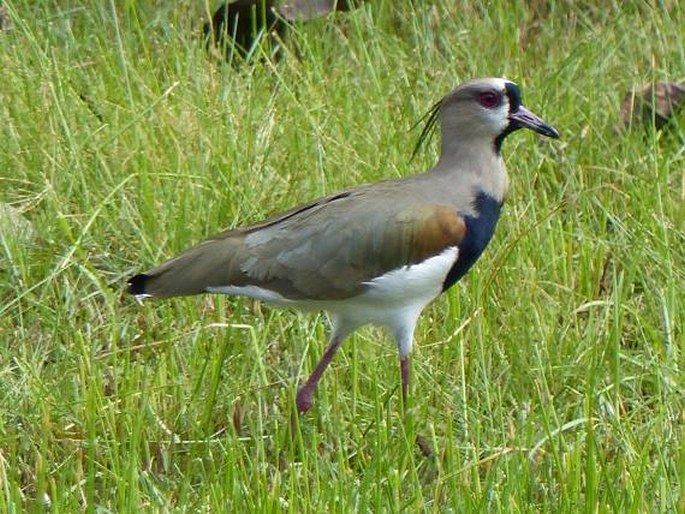 Vanellus chilensis, čejka jihoamerická