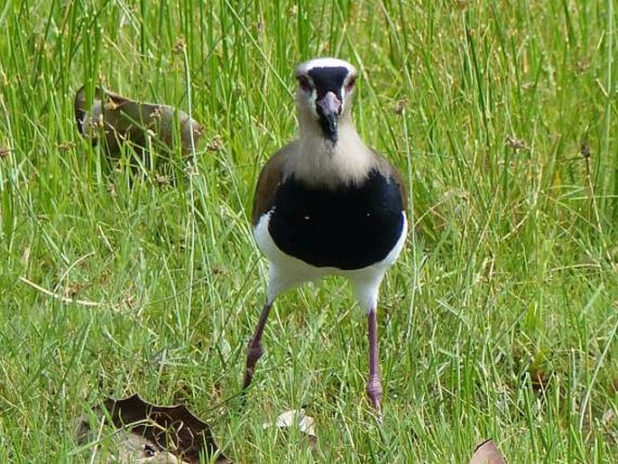 Vanellus chilensis, čejka jihoamerická