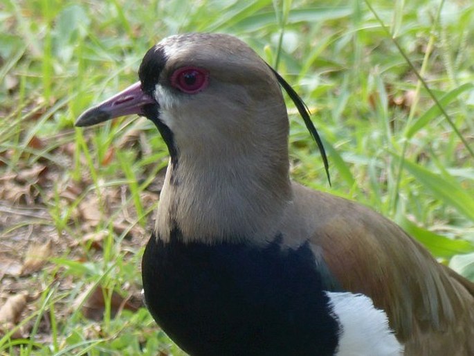 Vanellus chilensis, čejka jihoamerická