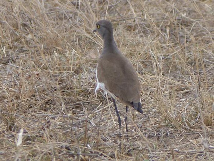 Vanellus lugubris, čejka šedoprsá