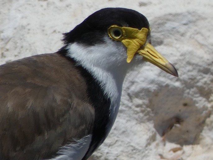 Vanellus miles subsp. novaehollandiae, čejka australská jižní