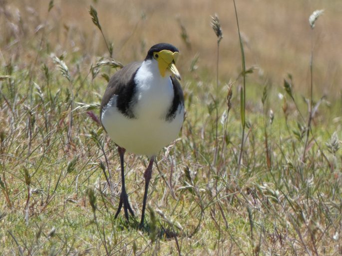 Vanellus miles subsp. novaehollandiae, čejka australská jižní