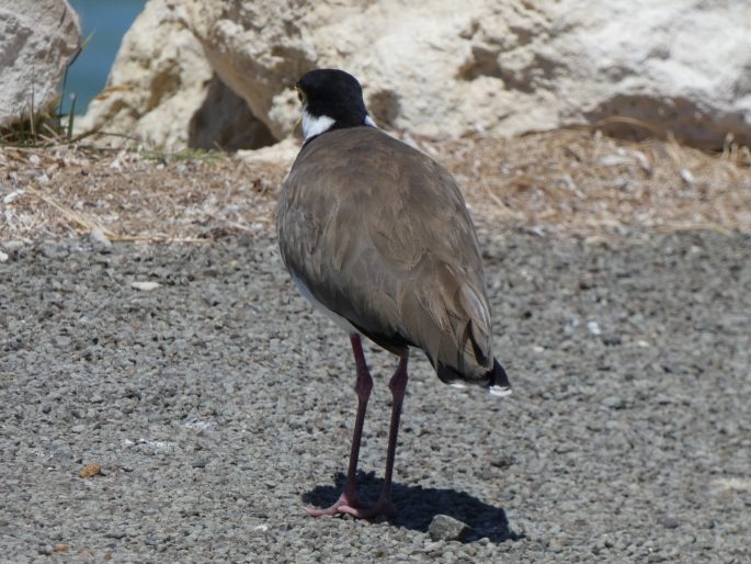 Vanellus miles subsp. novaehollandiae, čejka australská jižní