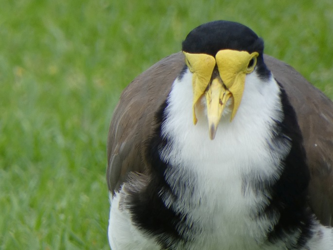 Vanellus miles subsp. novaehollandiae, čejka australská jižní