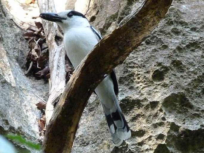 Vanga curvirostris, vanga hákozobá