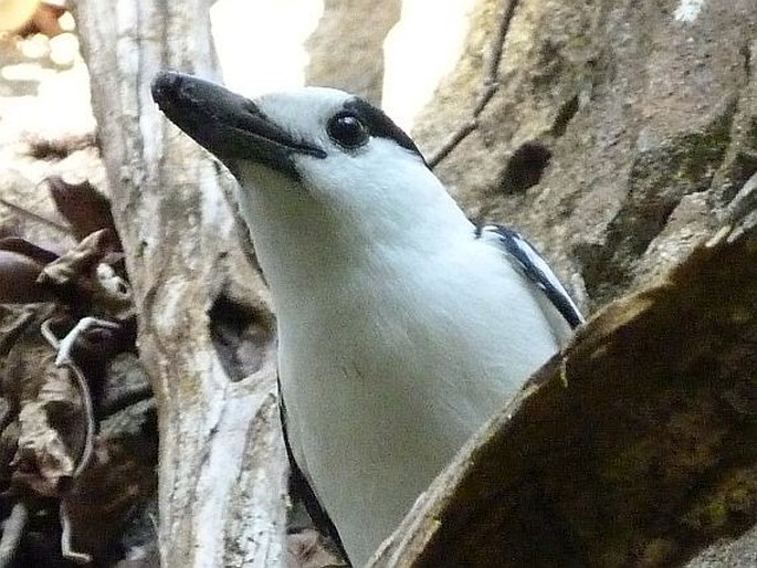 Vanga curvirostris, vanga hákozobá