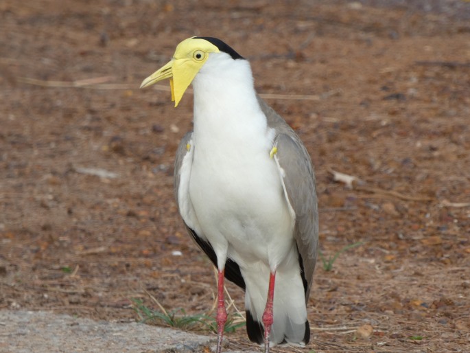 Vanellus miles, čejka australská