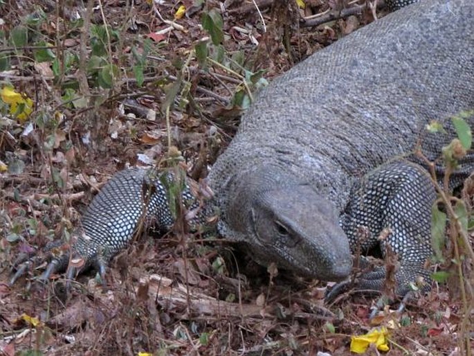 Varanus bengalensis, varan bengálský