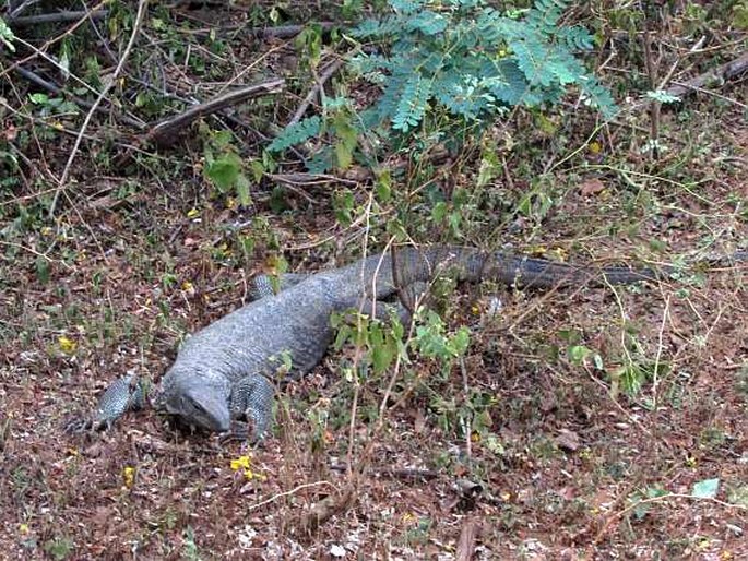 Varanus bengalensis, varan bengálský