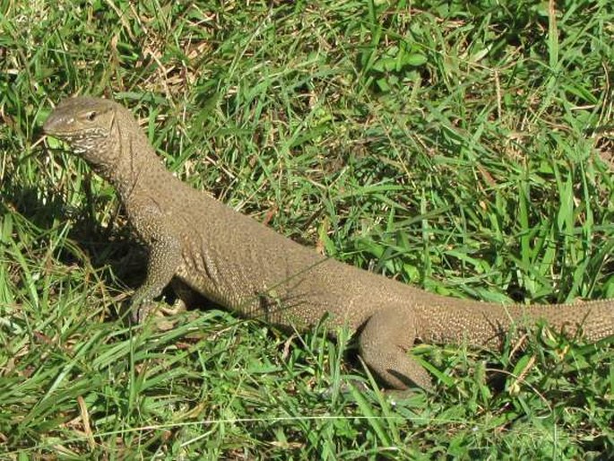 Varanus bengalensis, varan bengálský