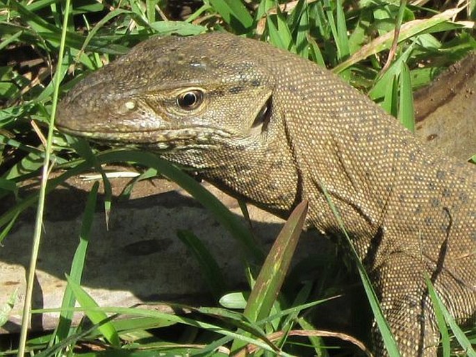 Varanus bengalensis, varan bengálský