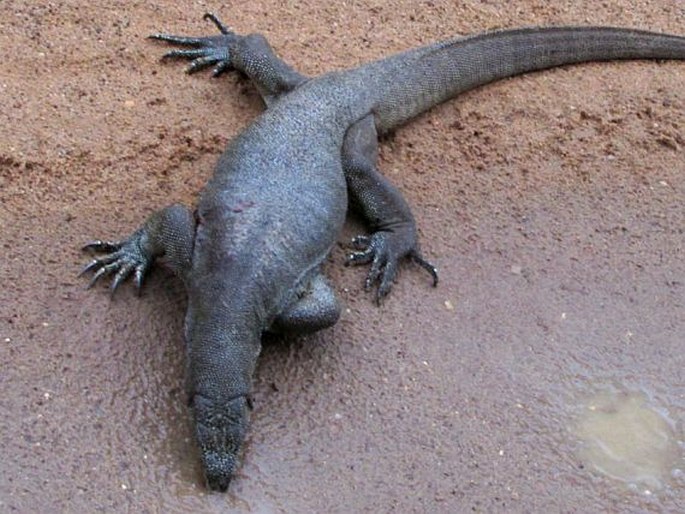 Varanus bengalensis, varan bengálský