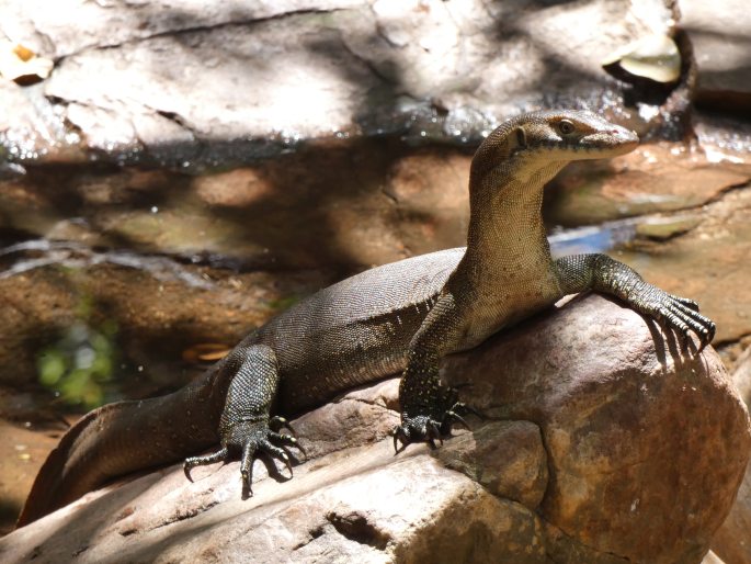 Varanus mertensi, varan Mertensův