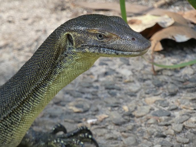 Varanus mertensi, varan Mertensův