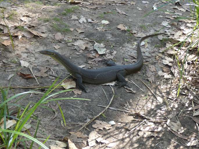 Varanus mertensi, varan Mertensův